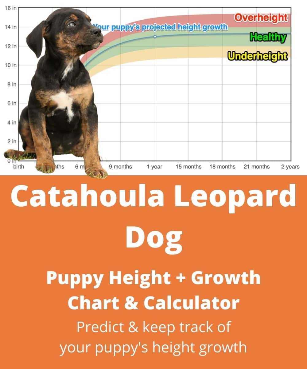 catahoula-leopard-dog Puppy height Growth Chart